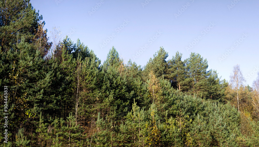 wild forest with trees