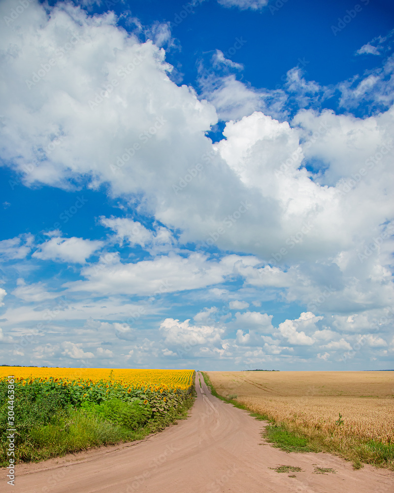 The road between the fields against. Ripe spikelets of ripe wheat. Closeup spikelets on a wheat field against a blue sky and white clouds. The road between the fields against. Ripe spikelets of ripe wheat. Closeup spikelets on a wheat field against a blue sky and white clouds.