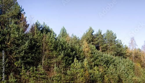 wild forest with trees