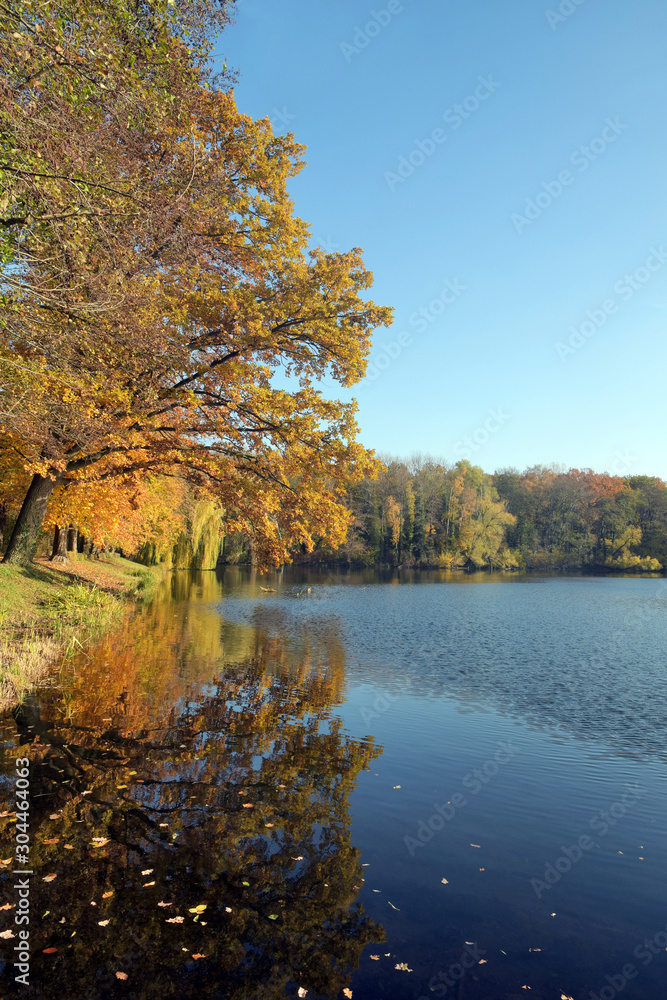 Fototapeta premium laubfärbung