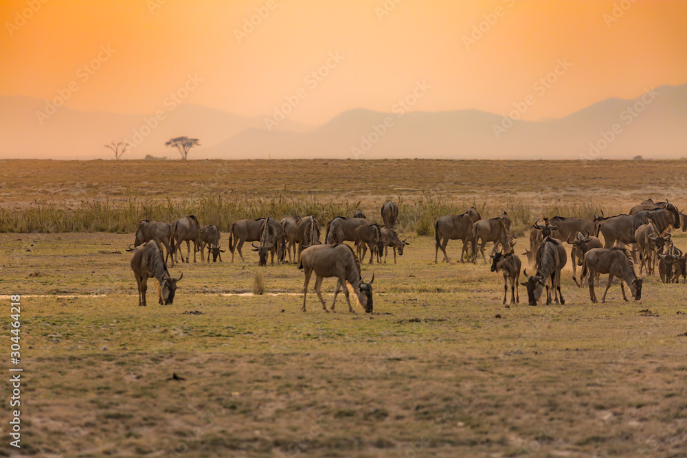 sunset in african national parc