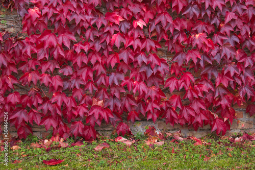 Autumn ivy background. Colorful leaves covering wall during autumn afternoon
