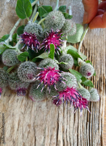 Burdock thorny purple flowers  green buds and leaves on wooden background. Blooming medicinal plant burdock  Arctium lappa  greater burdock  edible burdock  beggar s buttons  thorny burr  happy major 