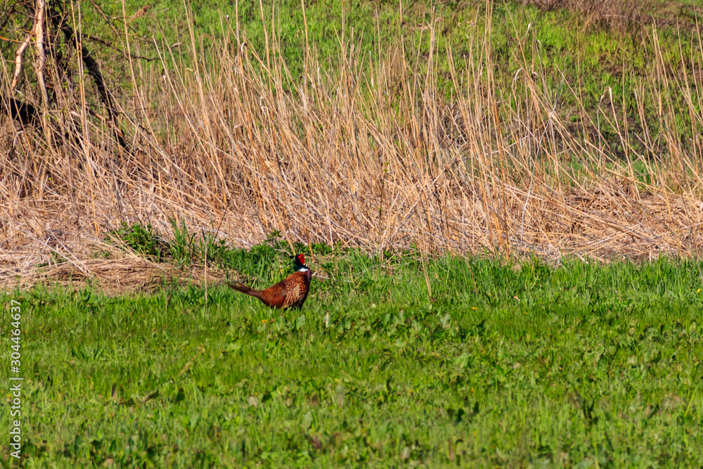 Fototapeta premium Pheasant in green grass on a meadow