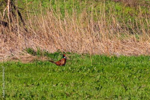Pheasant in green grass on a meadow © olyasolodenko