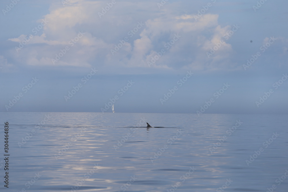 Obraz premium Dauphin en Bretagne