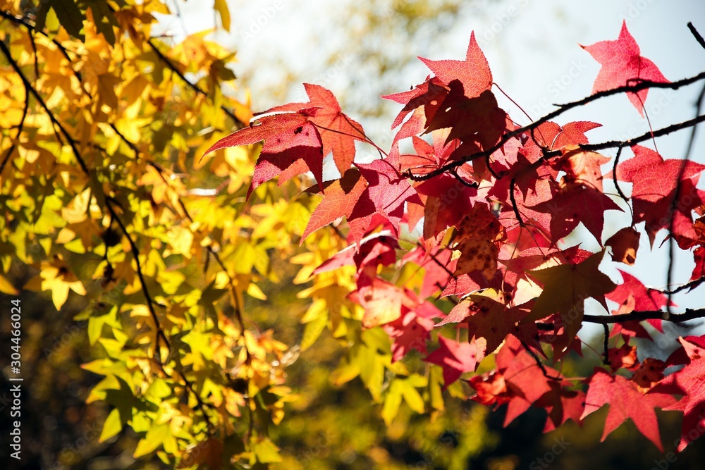Fototapeta premium Beautiful autumn landscape with yellow trees and sun. Colorful foliage in the park. Falling leaves natural background .Autumn season concept