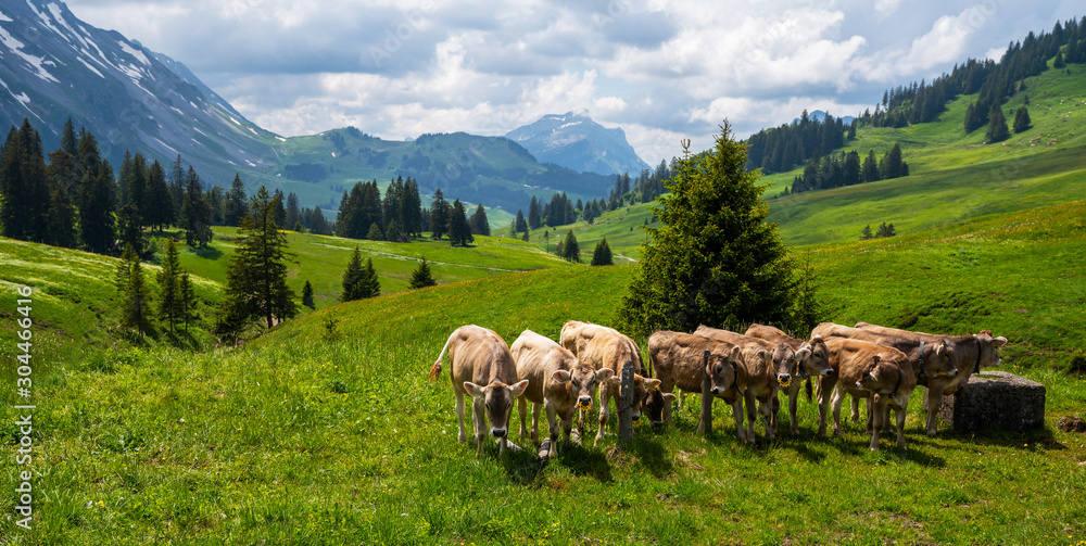 Fototapeta premium Brown mountain calfs grazing on an alpine pasture in the Bernese Alps in summer. Grindelwald, Jungfrau region, Bernese Oberland, Switzerland.