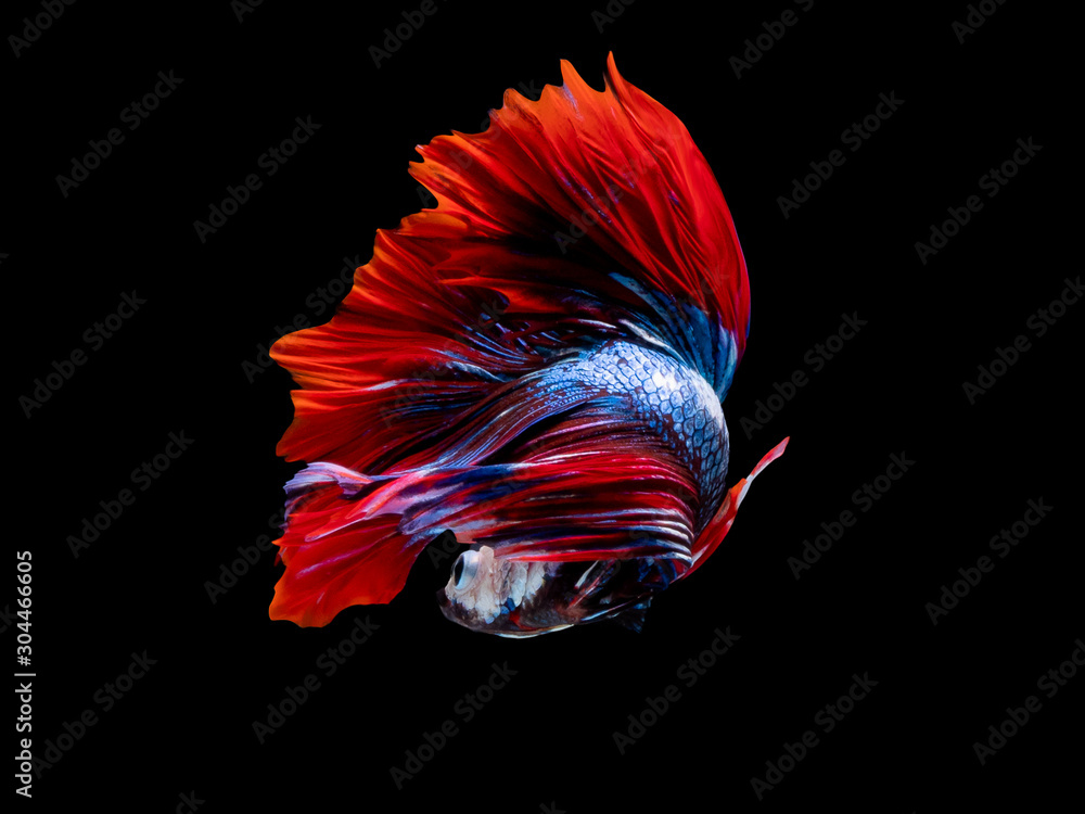 Action and movement of Thai fighting fish on a black background Action and movement of Thai fighting fish on a black background