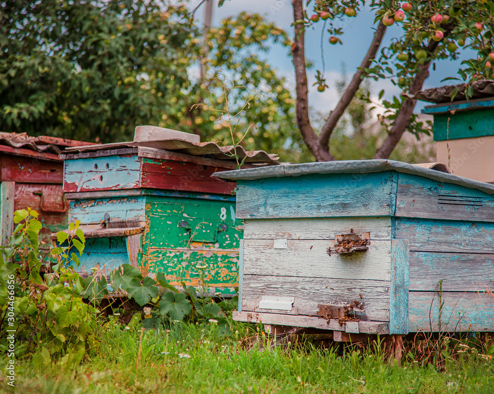 Group of wooden beehives in the garden. Group of wooden beehives in the garden.