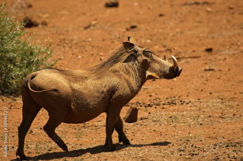 The common warthog (Phacochoerus africanus) going to the waterhole