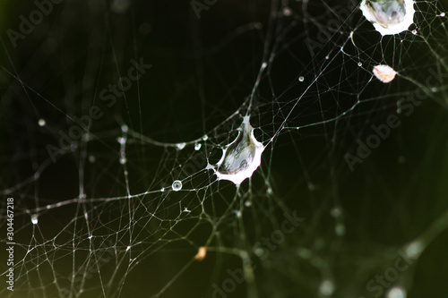 spider web with water droplet