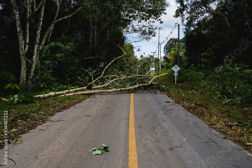 Falling tree block the road after rain storm