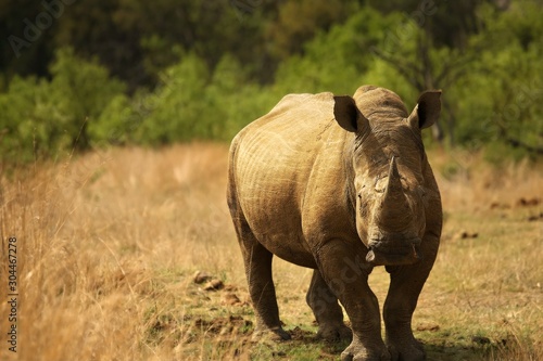 A white rhinoceros, rhino, (Ceratotherium simum)  staying in grassland.