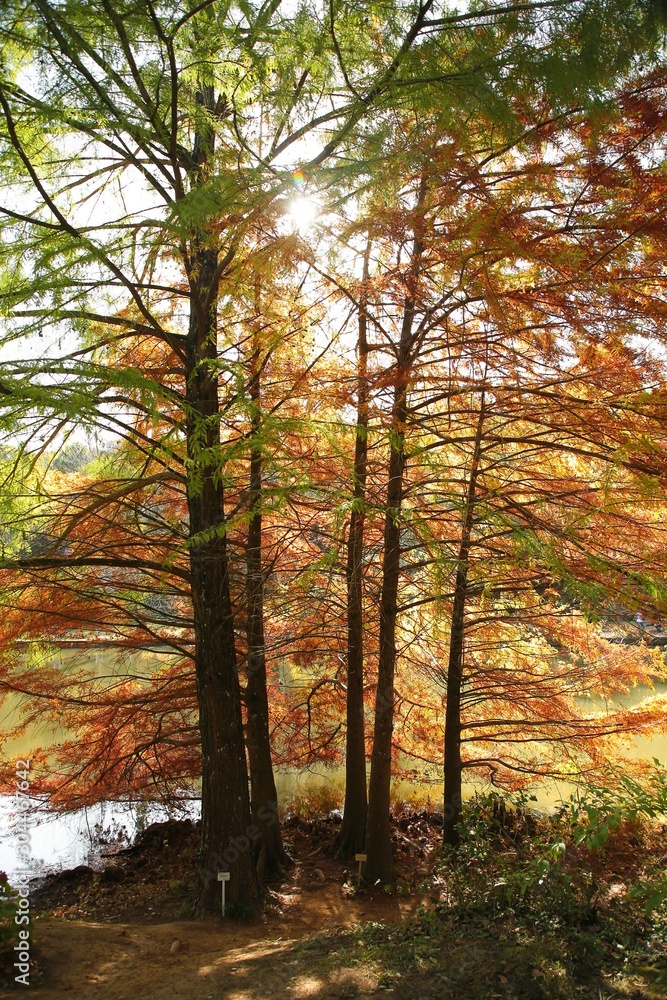 Fototapeta premium Beautiful autumn landscape with yellow trees and sun. Colorful foliage in the park. Falling leaves natural background .Autumn season concept