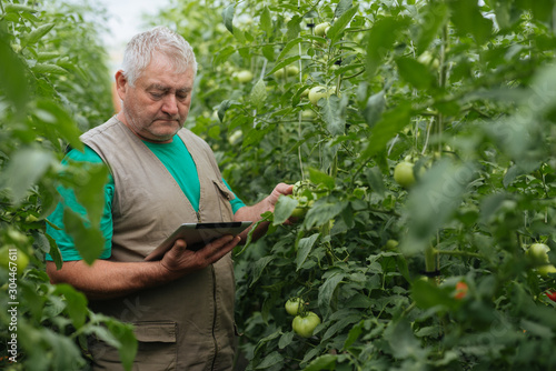 Farmer with the tablet slowly inspect plants. Senior agronomist monitor the harvest.