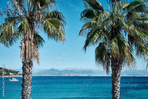 High angle shot of two palms and the sea in Antibes town in France