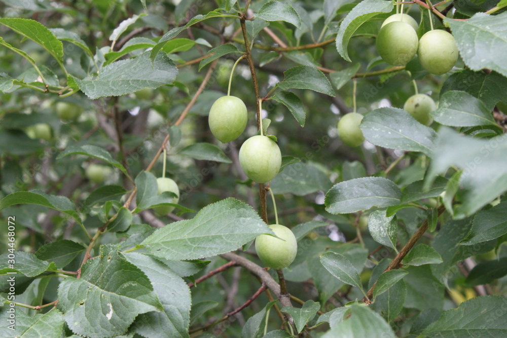Green apricots on the background of leaves Green apricots on the background of leaves