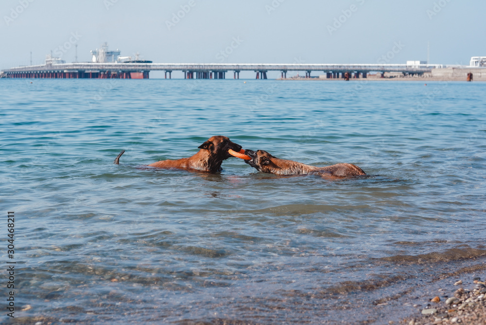 dogs are playing in the sea