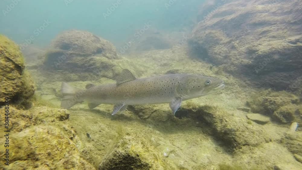 Freshwater fish Common huchen (Hucho hucho) in the beautiful clean river. Underwater footage with nice bacground and natural light. Wild life animal. Swimming predator fish in the river habitat. Freshwater fish Common huchen (Hucho hucho) in the beautiful clean river. Underwater footage with nice bacground and natural light. Wild life animal. Swimming predator fish in the river habitat.