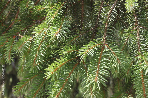 Branches of green spruce closeup