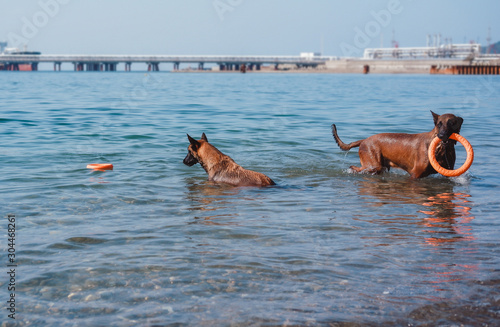 dogs in the water