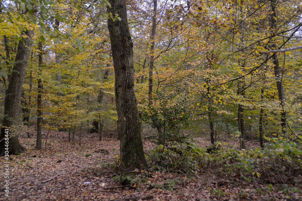 Forêt de Sénart, Essonne, 91