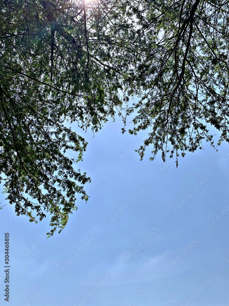 Obraz premium tree and clear blue sky