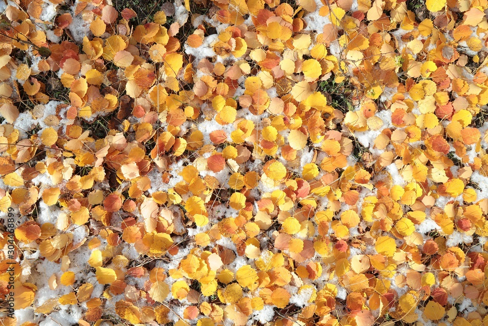 Beautiful autumn landscape with yellow trees and sun. Colorful foliage in the park. Falling leaves natural background .Autumn season concept Beautiful autumn landscape with yellow trees and sun. Colorful foliage in the park. Falling leaves natural background .Autumn season concept