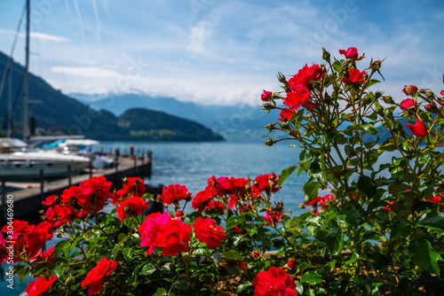 Lake and yachts on the mountains background. Flowers in the foreground. Canton of Lucerne, Switzerland.