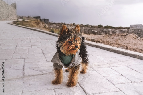 dog on street