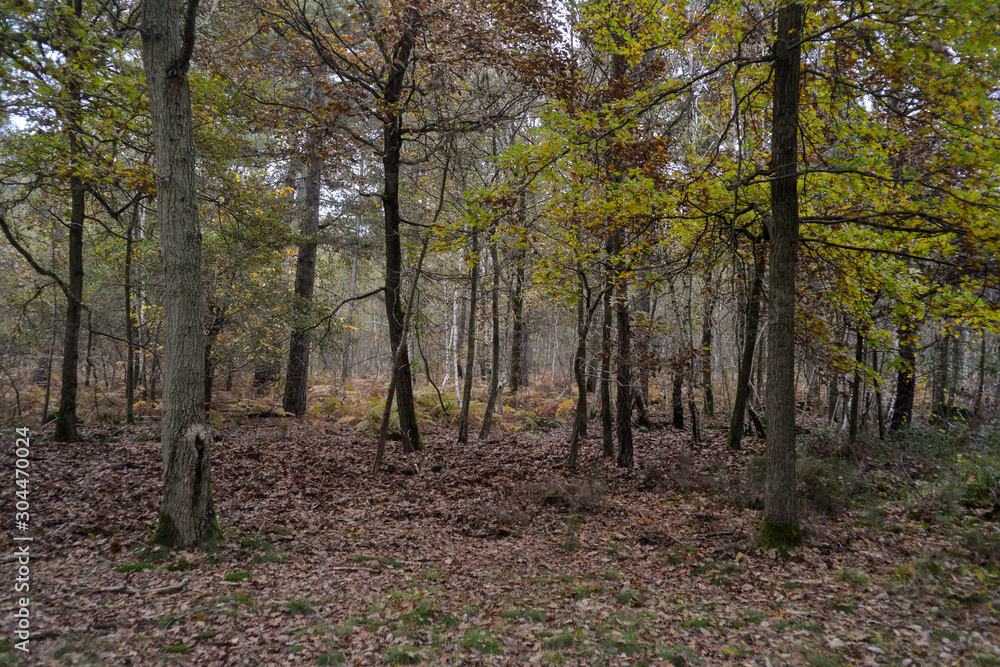 Forêt de Sénart, Essonne, 91