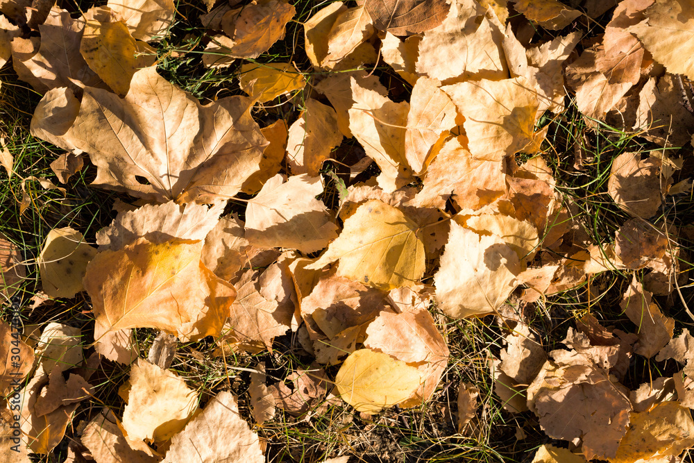 yellowed foliage of linden