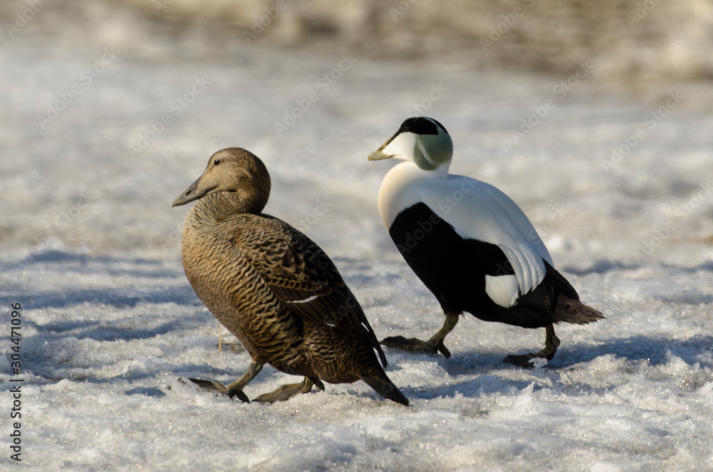 Eider à duvet, male, femelle, Somateria mollissima, Common Eider Eider à duvet, male, femelle, Somateria mollissima, Common Eider