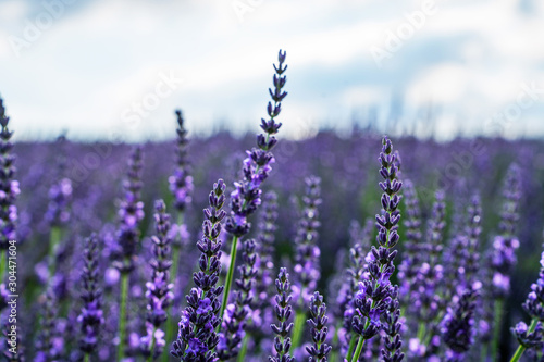 Lavender flowers at sunlight in a soft focus  pastel colors and blur background. Violet lavender field in Provence with place for text. French lavender in the valley  soft light effect.