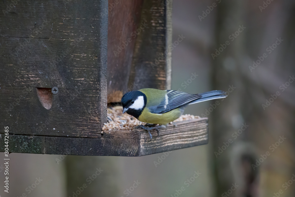 Naklejka premium great tit on a branch