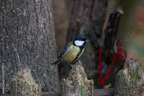 great tit on a branch