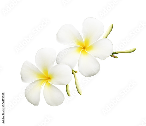 Closeup of frangipani (plumeria) flowers