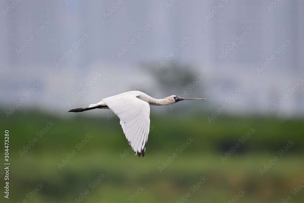 Black-faced Spoonbill in Mai Po Nature Reserve, Hong Kong (Formal Name: Platalea minor) Black-faced Spoonbill in Mai Po Nature Reserve, Hong Kong (Formal Name: Platalea minor)