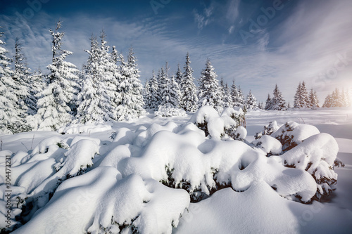 Gorgeous white spruces on a frosty day. Location Carpathian national park, Ukraine, Europe.