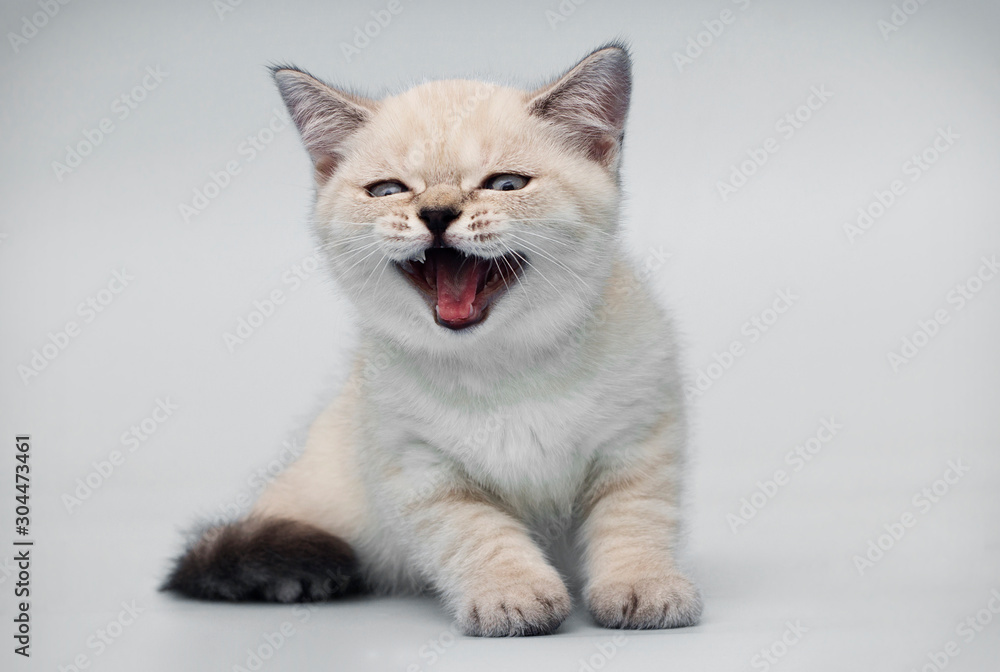 kitten meows on a gray background