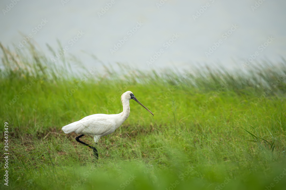 Fototapeta premium Black-faced Spoonbill in Mai Po Nature Reserve, Hong Kong (Formal Name: Platalea minor)
