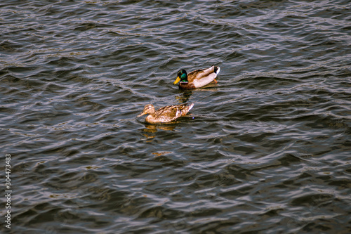 Mallard Duck and Duck