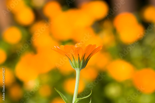 orange calendula flowers © rsooll