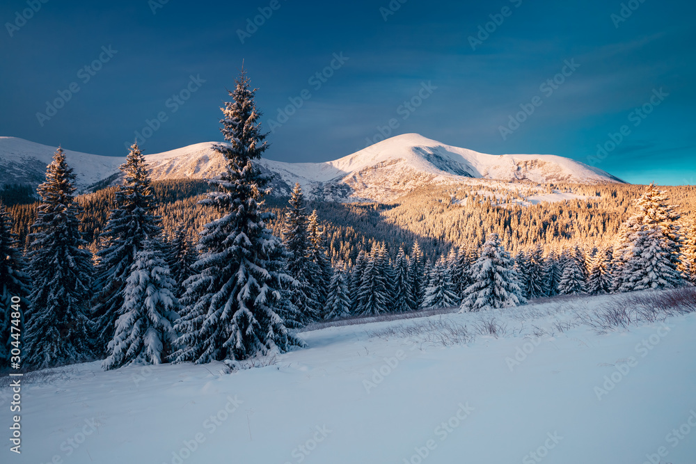 Gorgeous white spruces on a frosty day. Location Carpathian national park, Ukraine, Europe.