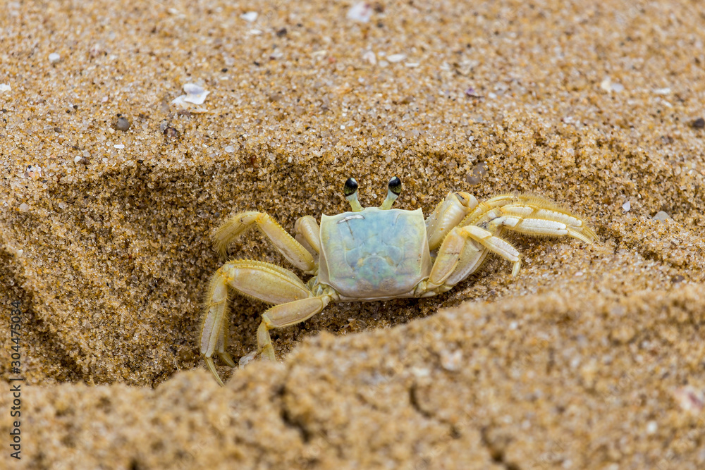 crab on the sand, Taquaras beach, Brazil