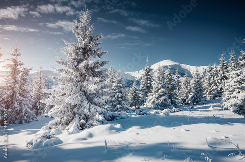 Gorgeous white spruces on a frosty day. Location Carpathian national park, Ukraine, Europe. © Leonid Tit