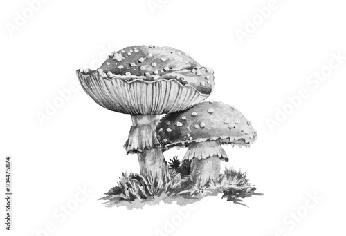Amanita muscaria black and white graphic watercolor illustration. Close up forest toxic mushroom image. Poison amanita toadstool with moss isolated on white background.