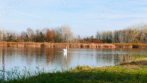 A Swan and a lake in autumn © Ksenija