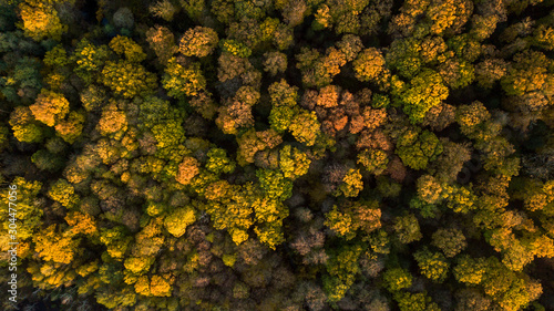 Herbstwald - autumn forest - bunter Blätterwald im Oktober